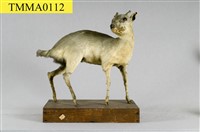 山羌藏品圖，第7張